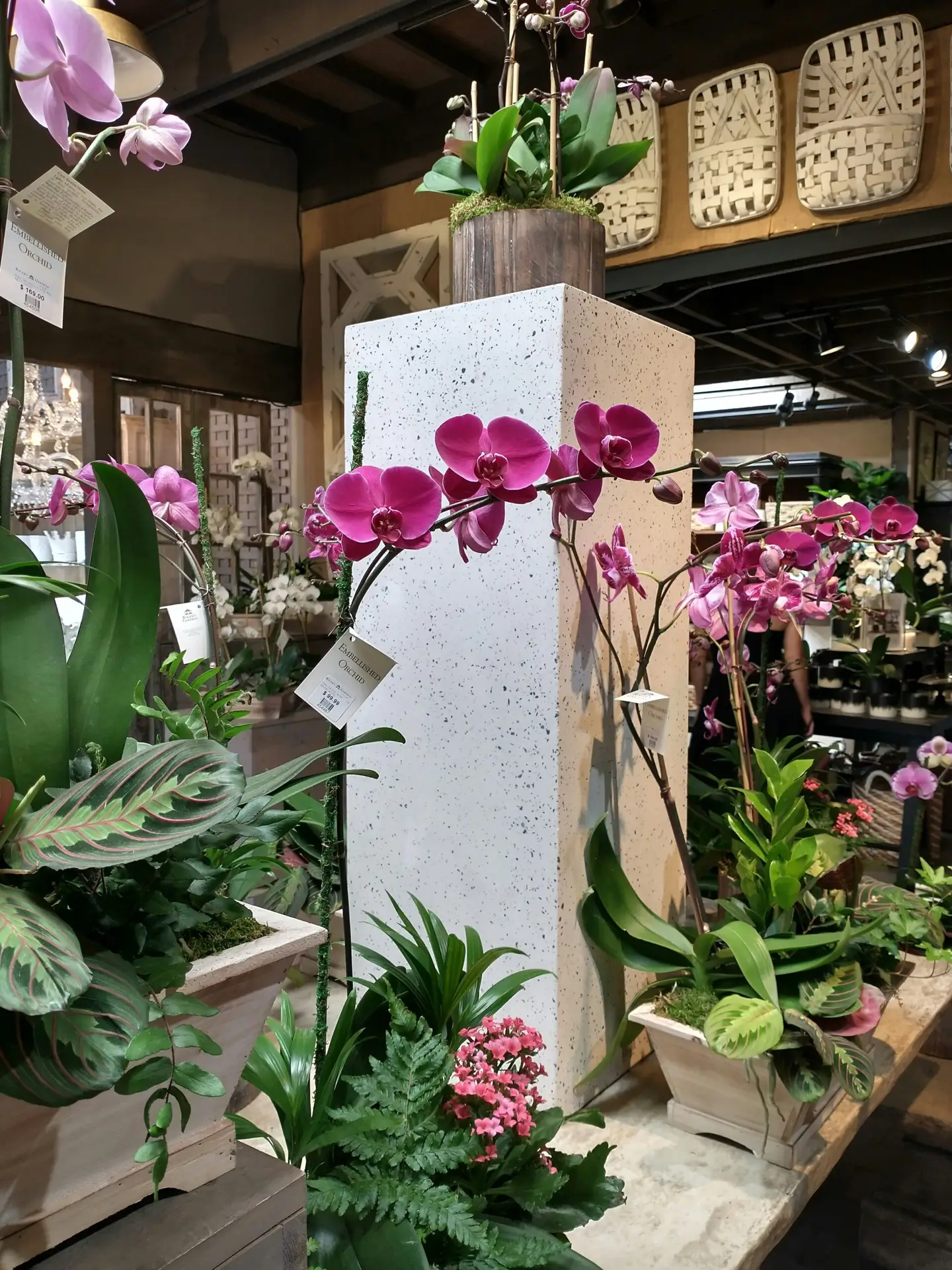 Cuidados Essenciais com Orquídeas Recém Chegadas: O Guia para Mães