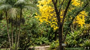 Jardim de plantas nativas brasileiras